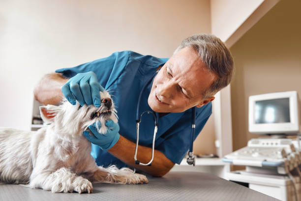Best Broken or Cracked Tooth Emergency Dentist in Weyers Cave, VA